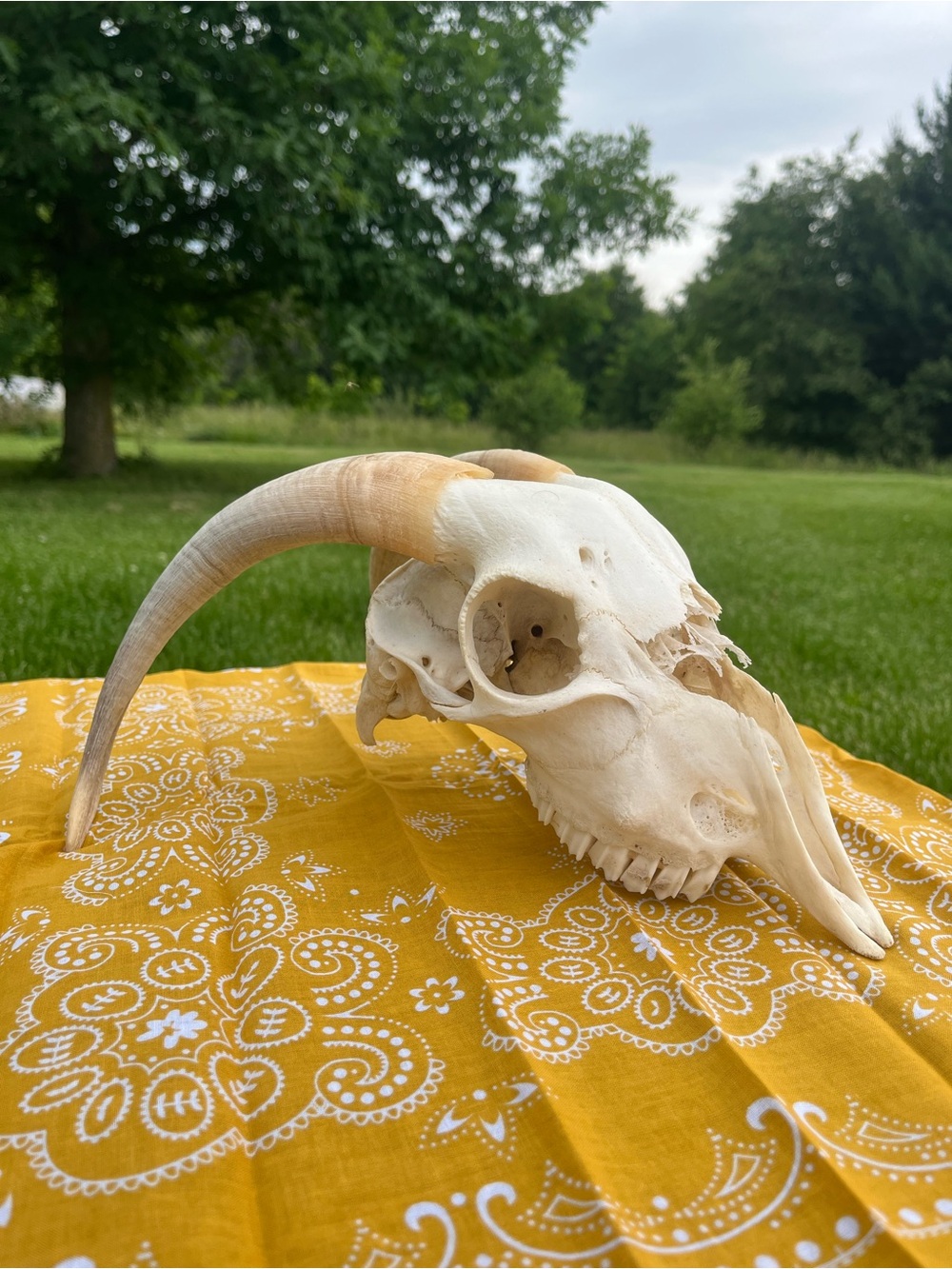 Goat Skull with Original Horns - Animal Bones - Taxidermy - Yellow Bandana